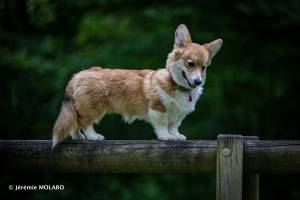 Jérémie MOLARO - F & F PHOTOGRAPHIE